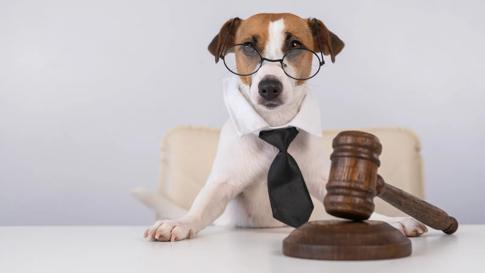 A dog wearing glasses and a tie, sitting in front of a gavel