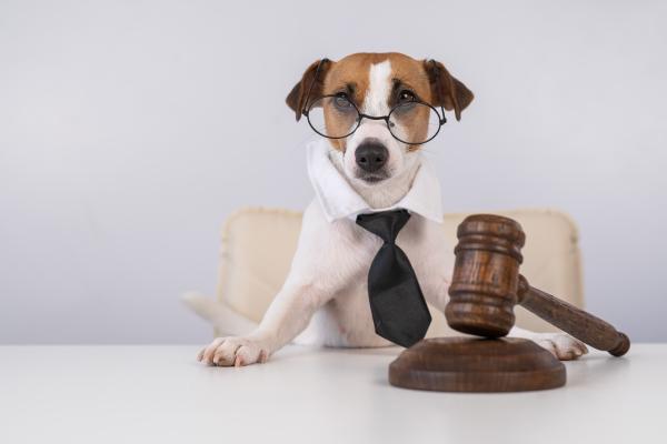 A dog wearing glasses and a tie, sitting in front of a gavel